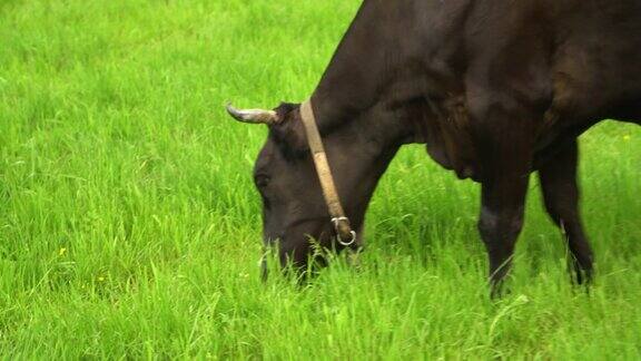 黑奶牛在牧场上嚼草