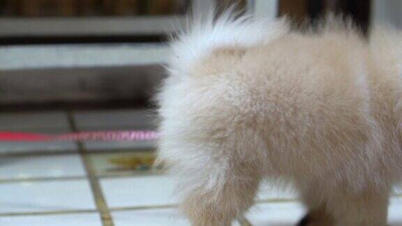 毛茸茸的可爱的小博美犬看起来困惑的户外