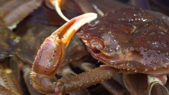 螃蟹韩国海鲜缸巨人