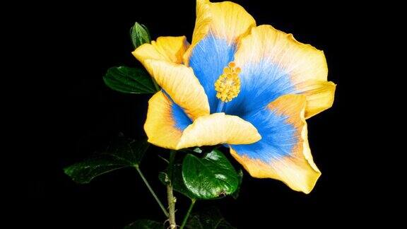 黄蓝色的芙蓉在时间的流逝中开放开花两种颜色的植物花在黑色的背景上乌克兰国旗的颜色之花象征着对抗和斗争