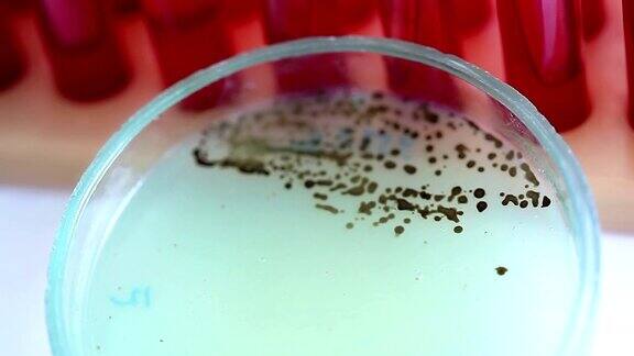 皮氏培养皿中的菌落科学背景