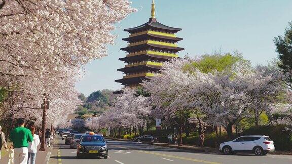 韩国庆州以寺庙为背景的樱花