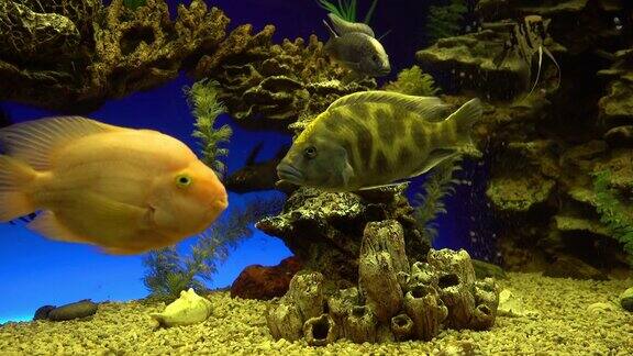 多样化的珊瑚礁生态系统在海洋馆-五颜六色的鱼游泳