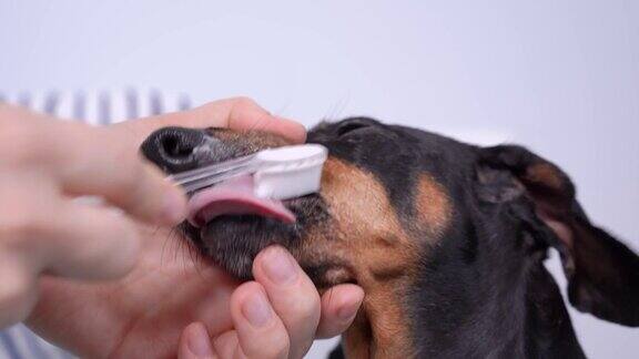 人用硅胶毛牙刷和宠物专用口腔保健牙膏清洁可爱腊肠犬的牙齿和尖牙