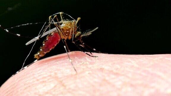 蚊子传播的疾病包括疟疾、登革热、zica