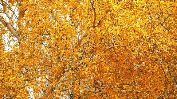 秋天的森林里树上的黄叶