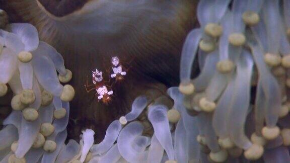 菲律宾野生动物海洋水下的海葵