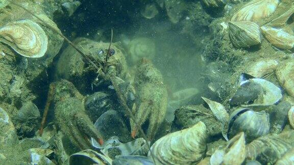 欧洲小龙虾正在挖洞
