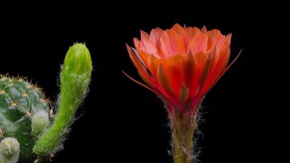 盛开的仙人掌花echinopsis老玫瑰颜色4k吨升