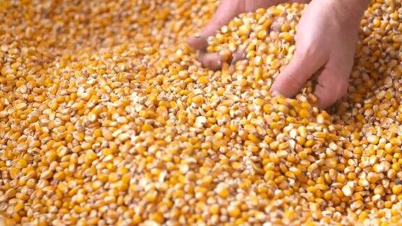 玉米谷粒从农民的手中落在玉米袋里