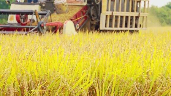 农田机械收获水稻的场景