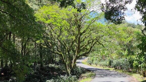 巴拿马波奎特山热带丛林公路