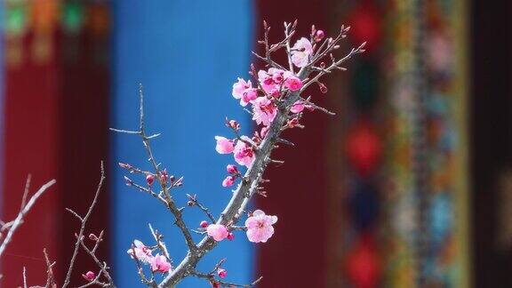 藏传佛教中的桃花