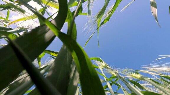 绿色的小麦茎生长在一个阳光明媚的春天关闭了乡村景观、农地、草地和春季农田环境友好农业工厂化农业理念