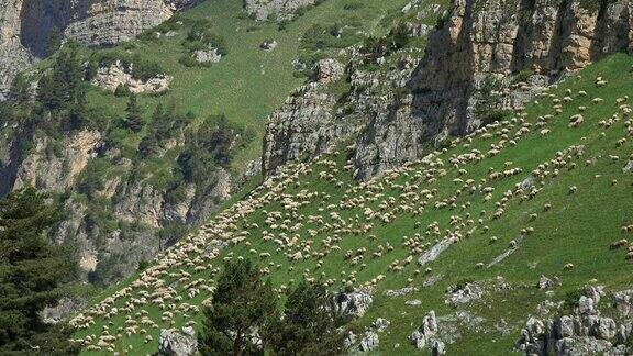 在山上吃草的羊群