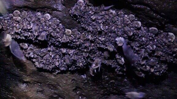 洞穴蝙蝠群
