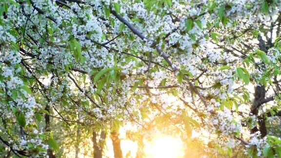 日落时春天花园里苹果树开花的树枝