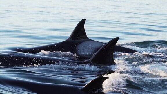一群虎鲸展示它们的背鳍慢动作
