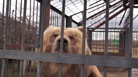 动物园笼子里的棕熊郁闷的日子里动物园笼子里的大棕熊透过铁栏看着摄像机