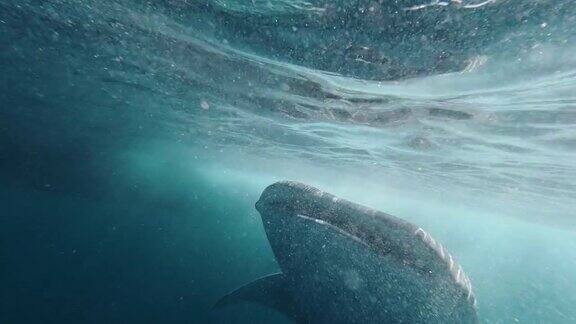 濒临绝种的鲸鲨(斑纹犀牛)在海里游泳接近摄影师