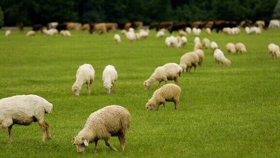 牛羊动物在广阔的牧场牧场放牧肉类生产