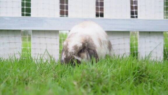 白棕圆点兔在兔棚里吃草