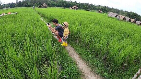 父亲和儿子在稻田里旅行