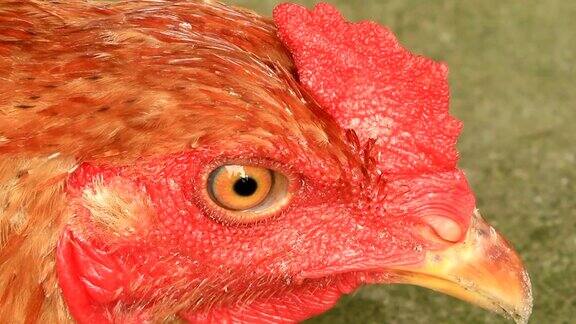 鸡的眼睛