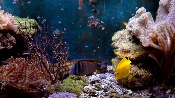 海洋水族馆充满热带鱼和植物