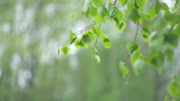 雨中从绿叶上滴下的雨滴雨水落在绿色的植物上夏天的天气自然的情绪背景冥想放松大雨阵雨