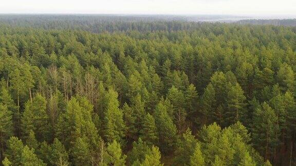 鸟瞰图的绿色松林景观俯视图在秋天的一天无人机的观点鸟瞰