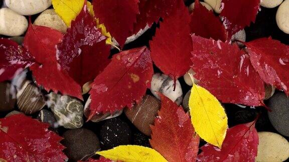 秋天的雨点落在树叶上浮在水面上