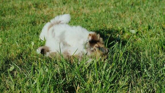 小狗们在草地上玩得很开心