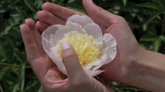 女人的手握在掌心和轻轻触摸手指白花的特写