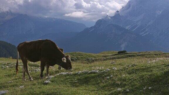奶牛和特雷西米山或DreiZinnen的观点