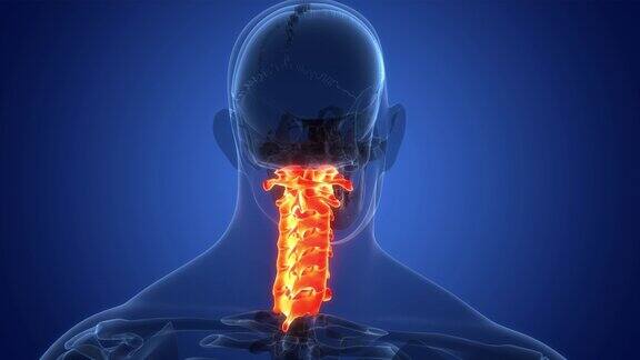 脊髓、脊柱、颈椎人体骨骼系统解剖动画概念