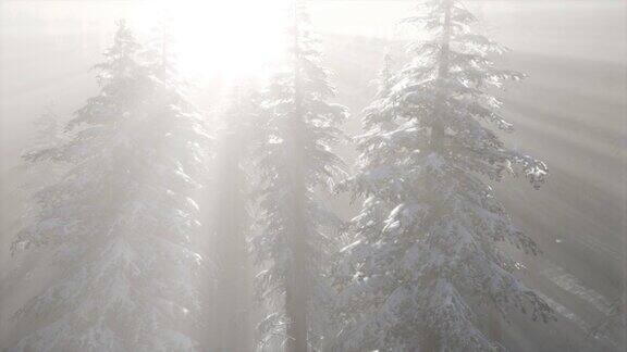 山坡上松林里的雾