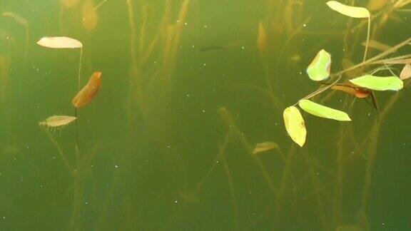 池塘表面有一种藻类和小鱼在水下游动