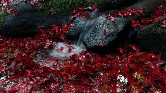 秋天秋高气爽的枫叶随着溪水流淌在自然森林里4K分辨率