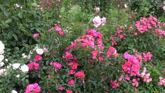 老庄园公园里美丽的玫瑰丛