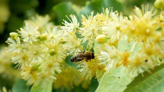 在阳光灿烂的日子里蜜蜂在花园里盛开的椴树花上
