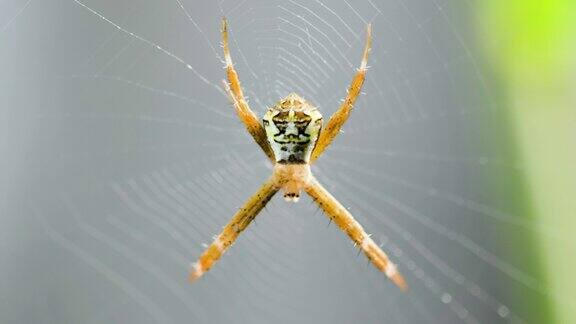 一只棕色的小蜘蛛正在守卫它猎物的网