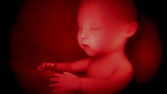 人类婴儿费斯特斯胚胎4K