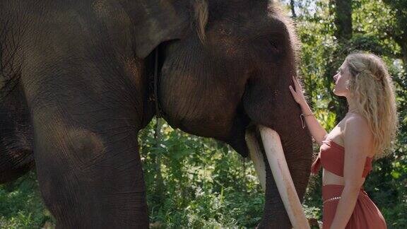 大自然的女人在丛林中抚摸大象在保护区爱抚野生动物