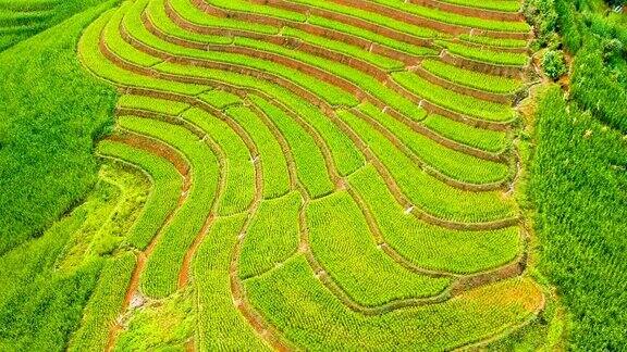 鸟瞰图梯田在早上在泰国