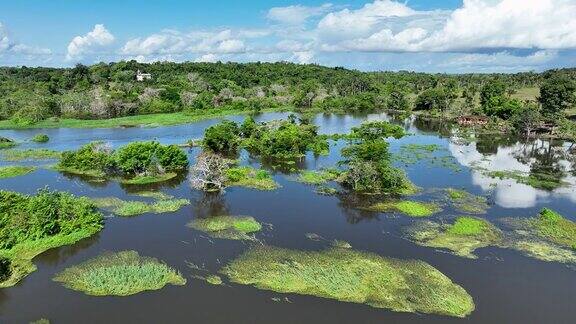 令人惊叹的亚马逊森林景观在巴西亚马逊州