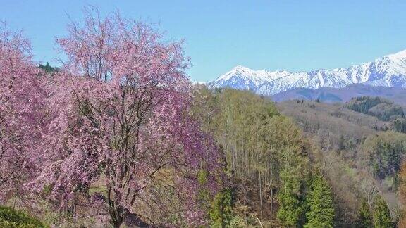 雪山的残雪和春天的樱花