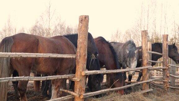 五匹乡下的马在围栏后面的喂食处