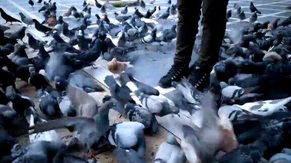 人们在广场上喂鸽子
