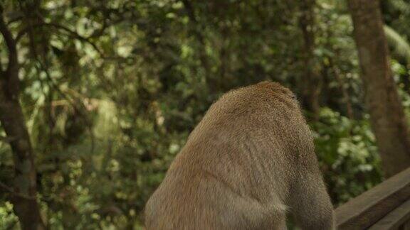 一只雄性猕猴在巴厘岛猴子保护区的木栏杆上行走的特写镜头